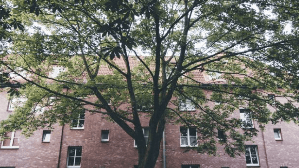 Multi-family house with large tree in front of it