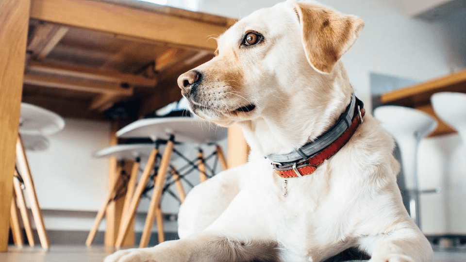 White dog laying in the empty cafe